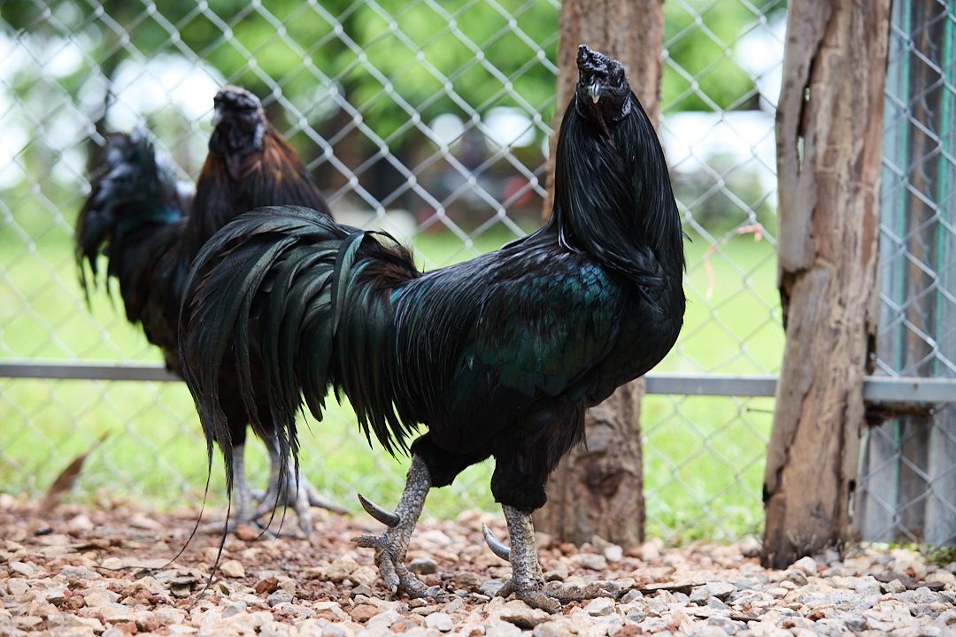 Black chickens on the working farm